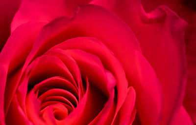 Close-up of pink flower