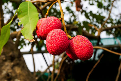 Close-up of strawberries on tree