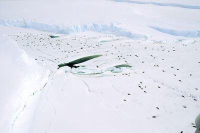 Seals in snowy landscape