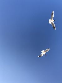 Low angle view of seagull flying