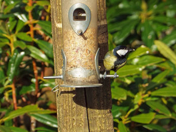 Close-up of bird perching on feeder