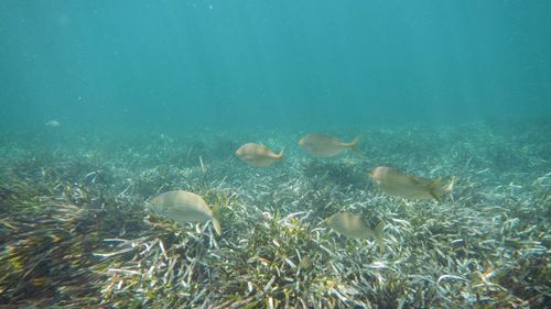 Fish swimming in sea