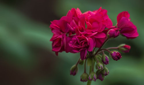 Close-up of flowers blooming outdoors