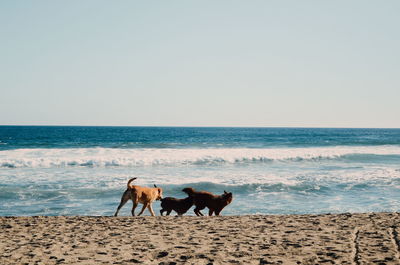 Dogs standing on beach against clear sky