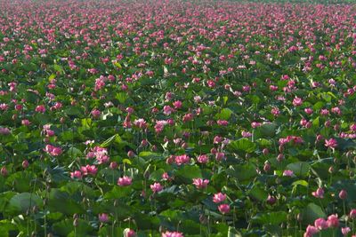 Pink flowers blooming in field