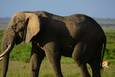 Elephant standing on field