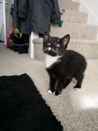 Low section of cat standing on carpet at home