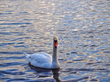 Swan swimming in lake