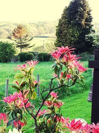 Pink flowering plants in garden