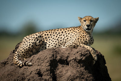 Portrait of cheetah sitting on rock