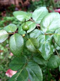 Close-up of raindrops on plant