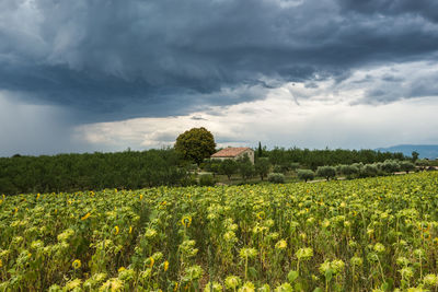 Scenic view of agricultural field against sky