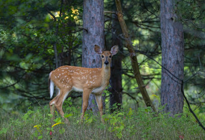 Deer in a forest