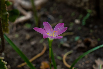 Close-up of pink crocus flower on field