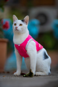 Close-up of a cat looking away