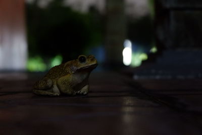 Close-up of a frog low light