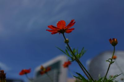 Close-up of red flowering plant against orange sky