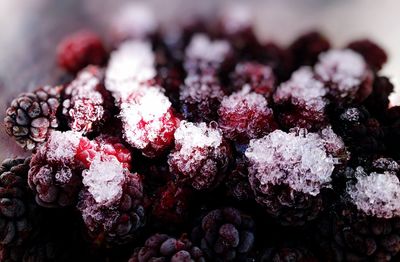 Close-up of berries