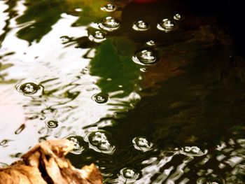 Close-up of water drops on leaf