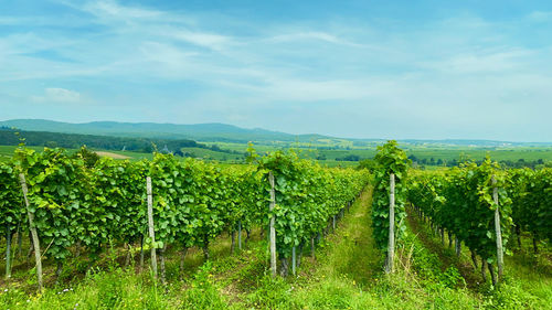 Scenic view of vineyard against sky