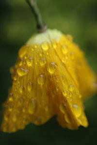 Close-up of wet yellow flower blooming outdoors