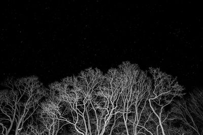 Low angle view of tree against sky at night