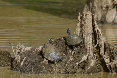 Turtles on rock by lake