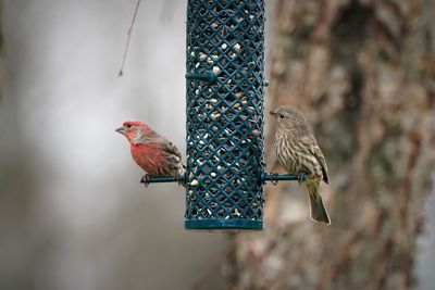 Birds perching on a bird feeder