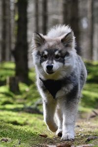 Portrait of a young puppy finnish lapphund dog walking in the forest or woods 