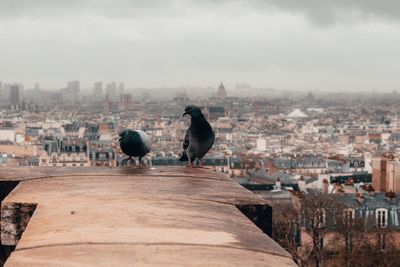 Pigeons on retaining wall against sky