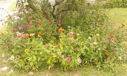 Flowers growing in grass