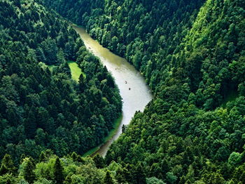 High angle view of plants and trees in forest