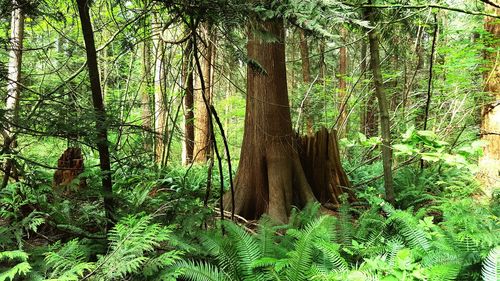 Trees growing in forest