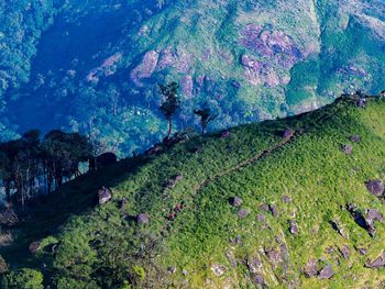 High angle view of moss on land