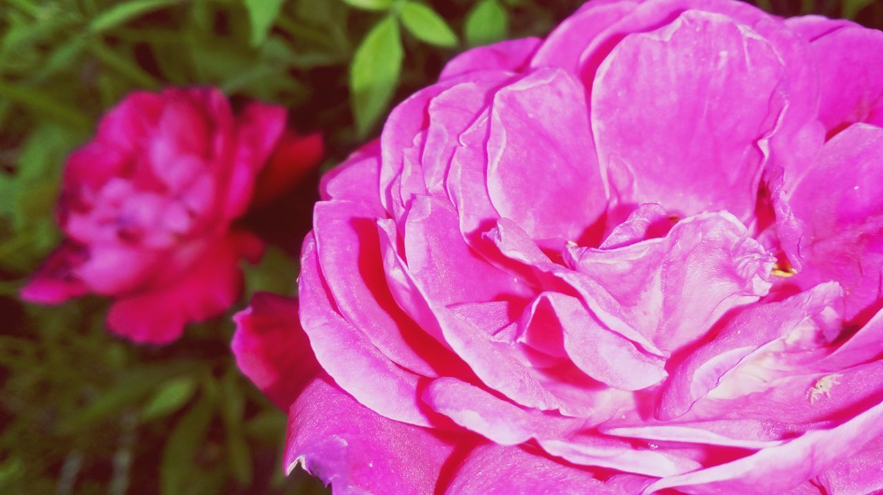 CLOSE-UP OF PINK ROSE WITH PURPLE ROSES