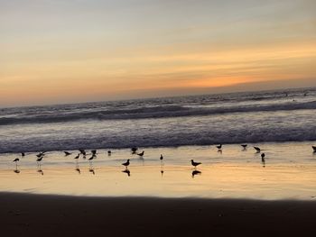 Flock of birds on beach against sky during sunset