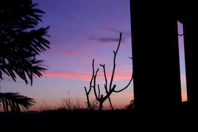 Silhouette plants against dramatic sky during sunset