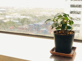 Close-up of potted plant on glass window