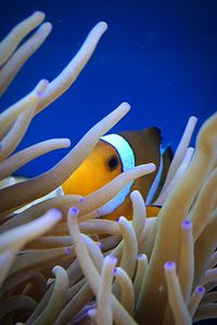 Close-up of fish swimming in sea