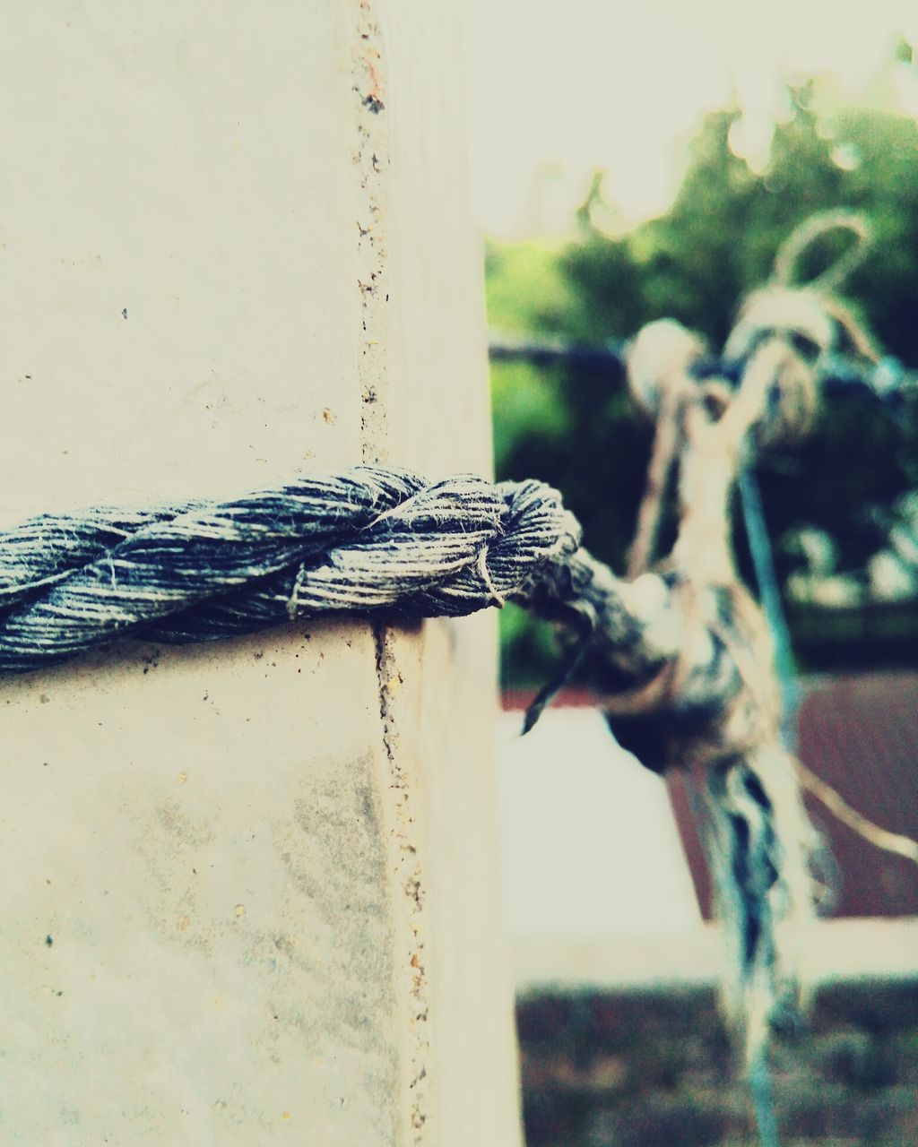 CLOSE-UP OF BIRD ON WALL