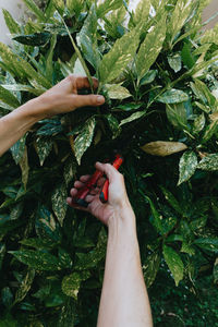 Cropped hand of person on plant
