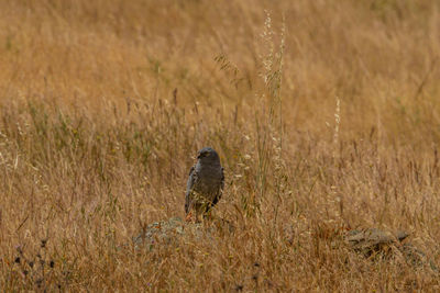 Bird perching on a field