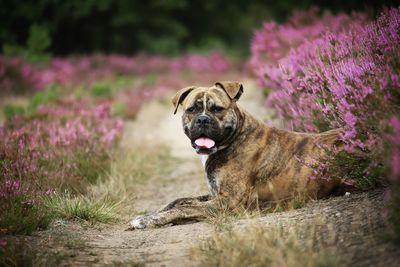 Close-up of a dog on field