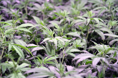 Full frame shot of plants growing on field