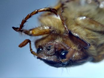 Close-up of spider