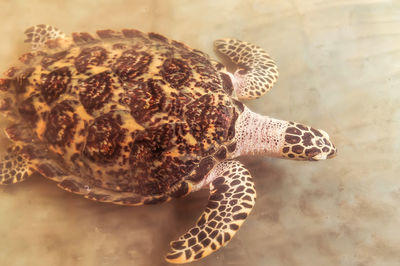 Close-up of a turtle