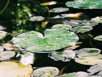 Close-up of water lily in lake