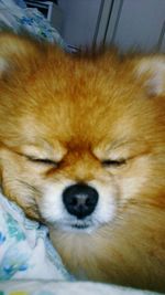 Close-up of dog relaxing on floor