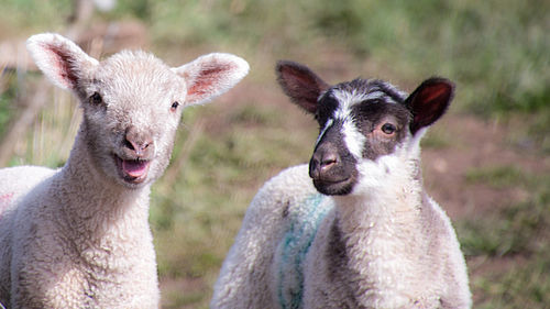 Sheep on grassy field