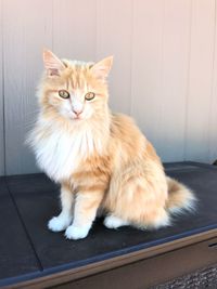 Cat looking away while sitting on footpath